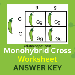 Monohybrid cross problems answer key