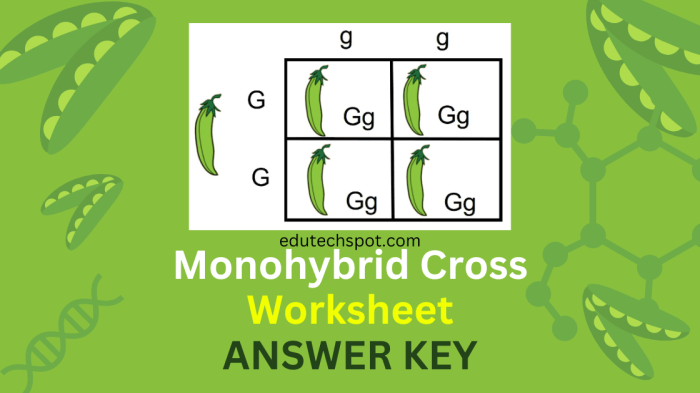 Monohybrid cross problems answer key