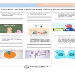 Amoeba sisters video recap mitosis answer key