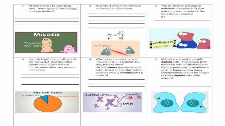 Amoeba sisters video recap mitosis answer key