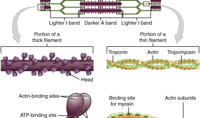 Physiology muscular skeletal muscles identify drag onto structural labeled study cardiac physiologie microscope cells pearson musculoskeletal classes biology fibers histology