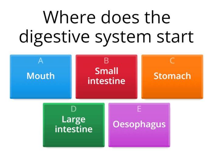 Digestive system labeled anatomy model human google models physiology diagram body search intestines stomach label gross intestine gi tract lower