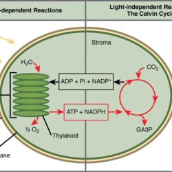 Light dependent and light independent reactions venn diagram