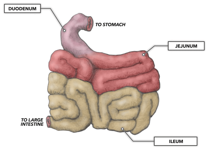 Identify the labeled structures. a: b: c: d: e: