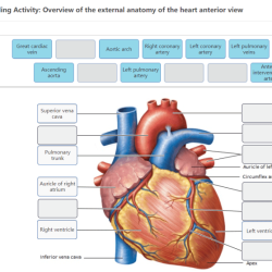 Art-labeling activity overview of cranial nerves