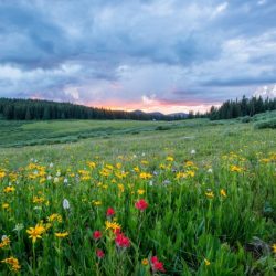 If the grasses on a 100-hectare area of grassland