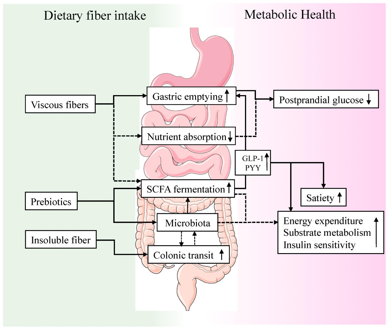 Decreases intestinal transit time and exposure to potential toxins